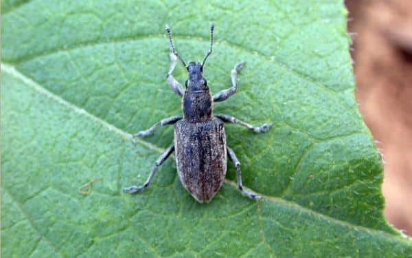 weevil pest