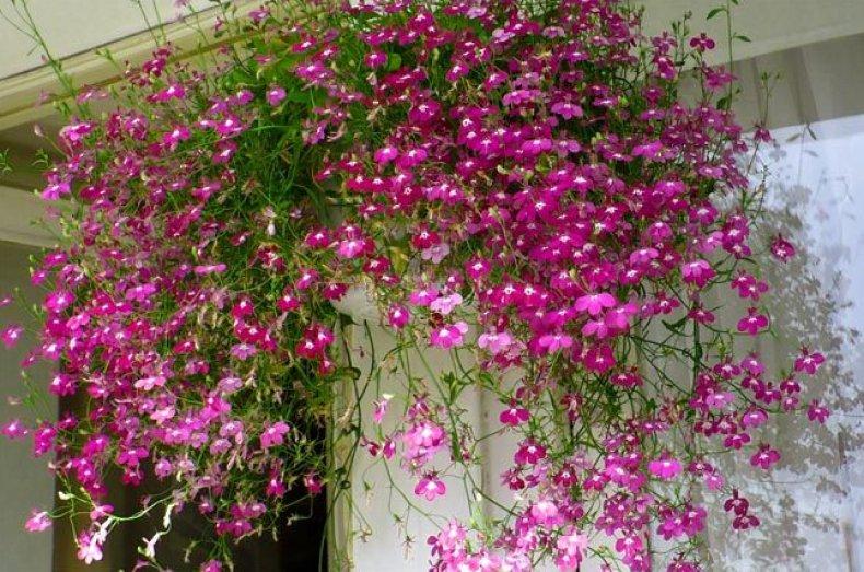 Blumen auf dem Balkon 