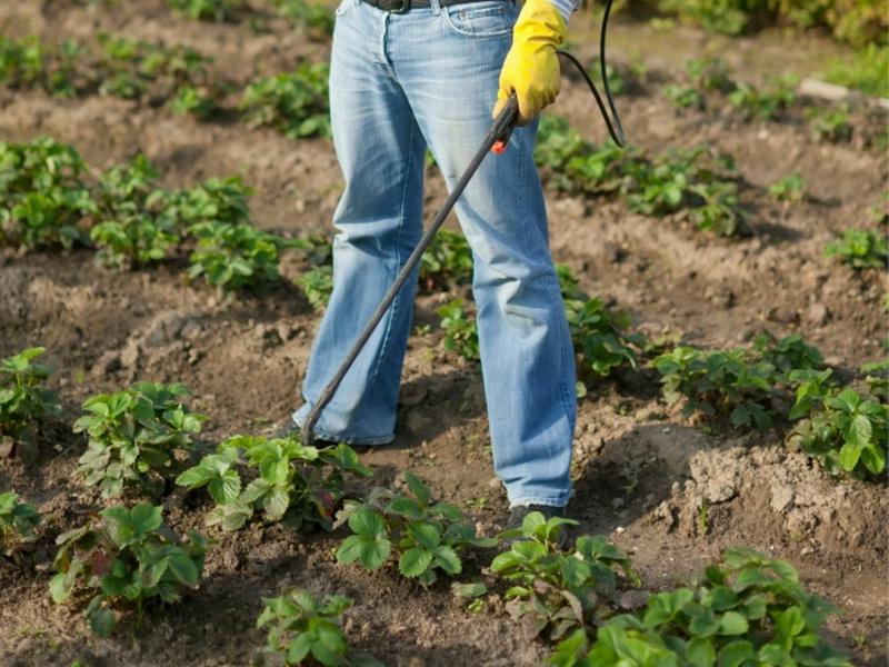 aardbeien spuiten