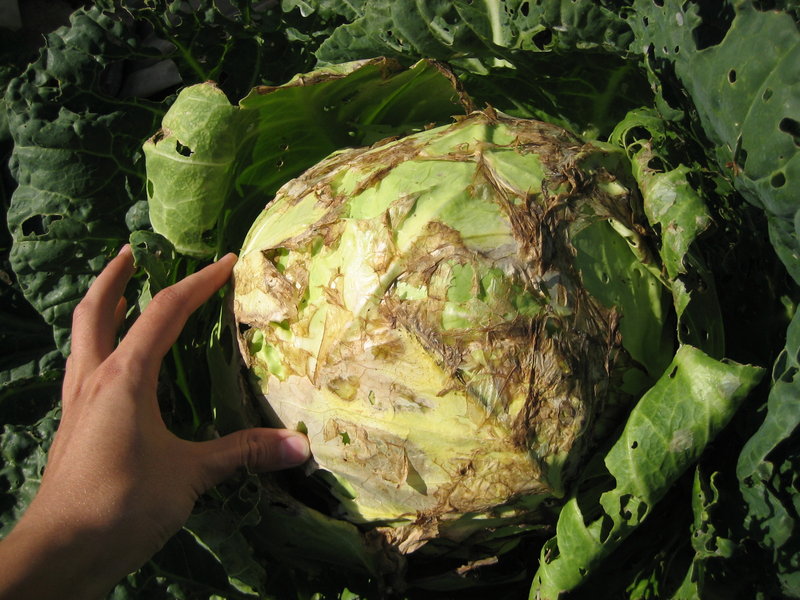 cabbage mosaic