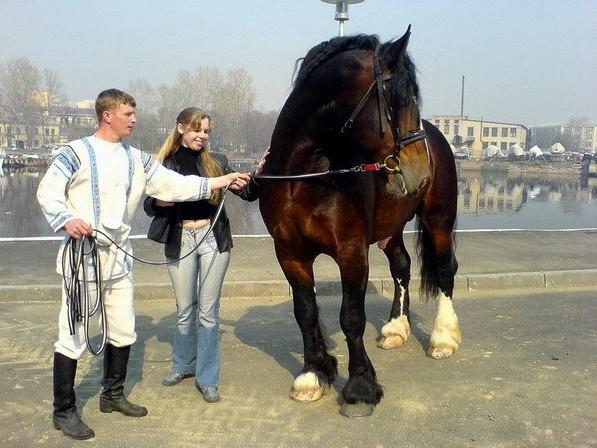 hest og mennesker