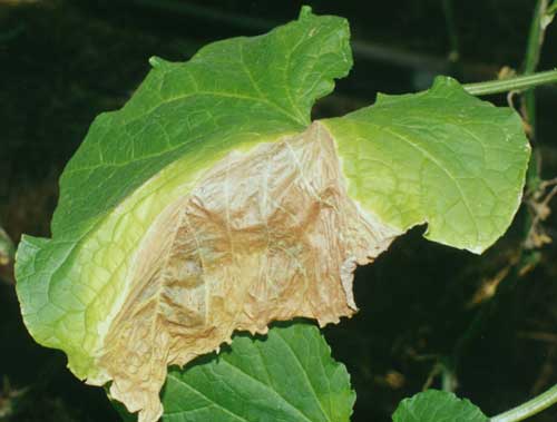 dried cucumber leaf