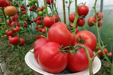 tomatbuske Hindbær solnedgang