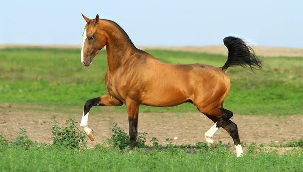 Akhal-Teke zirgs