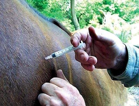 paarden injectie