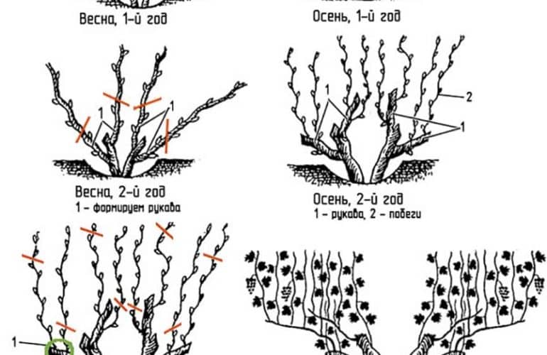 grape pruning