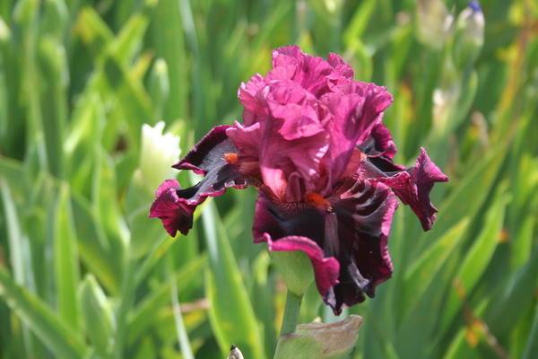 fleurs d'iris 