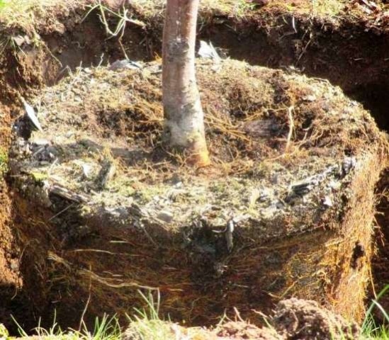 transplantatie van appelbomen