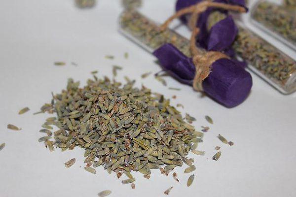 lavender seeds 