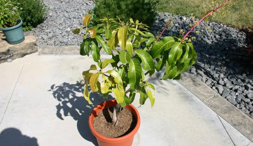 growing mango