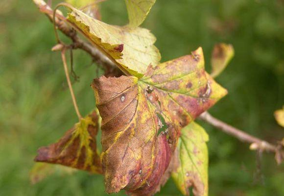 Warum schwarze Johannisbeeren austrocknen, was zu tun ist