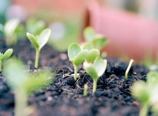 watermelon seedlings