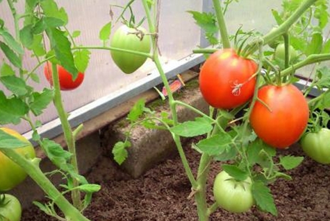 variété de tomate Pyshka F1