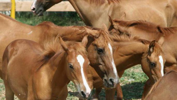 travessa de cavalls