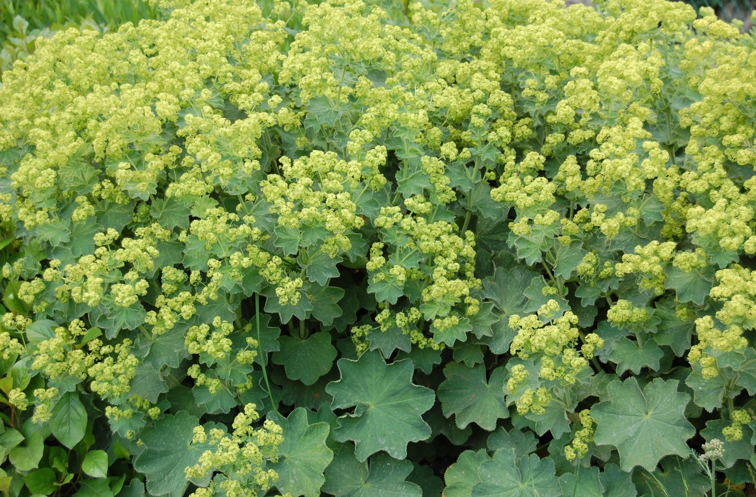 ¿Qué flores perennes se pueden plantar en una tumba? Las 35 mejores para un cementerio.