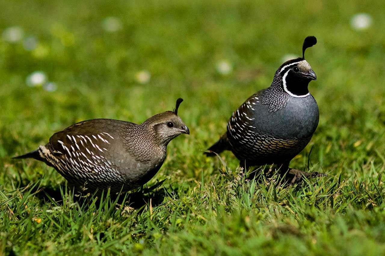 TOP 30 Zugvogelarten mit Namen und Beschreibungen, ihren Merkmalen