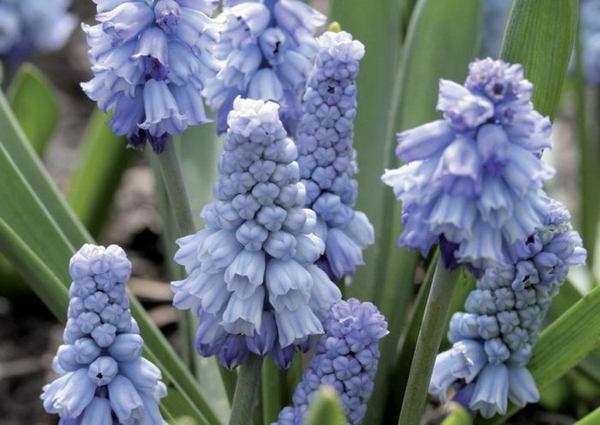 azurové muscari 