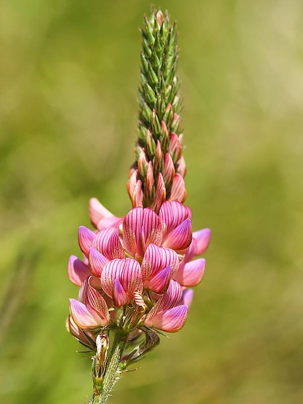 sandig sainfoin