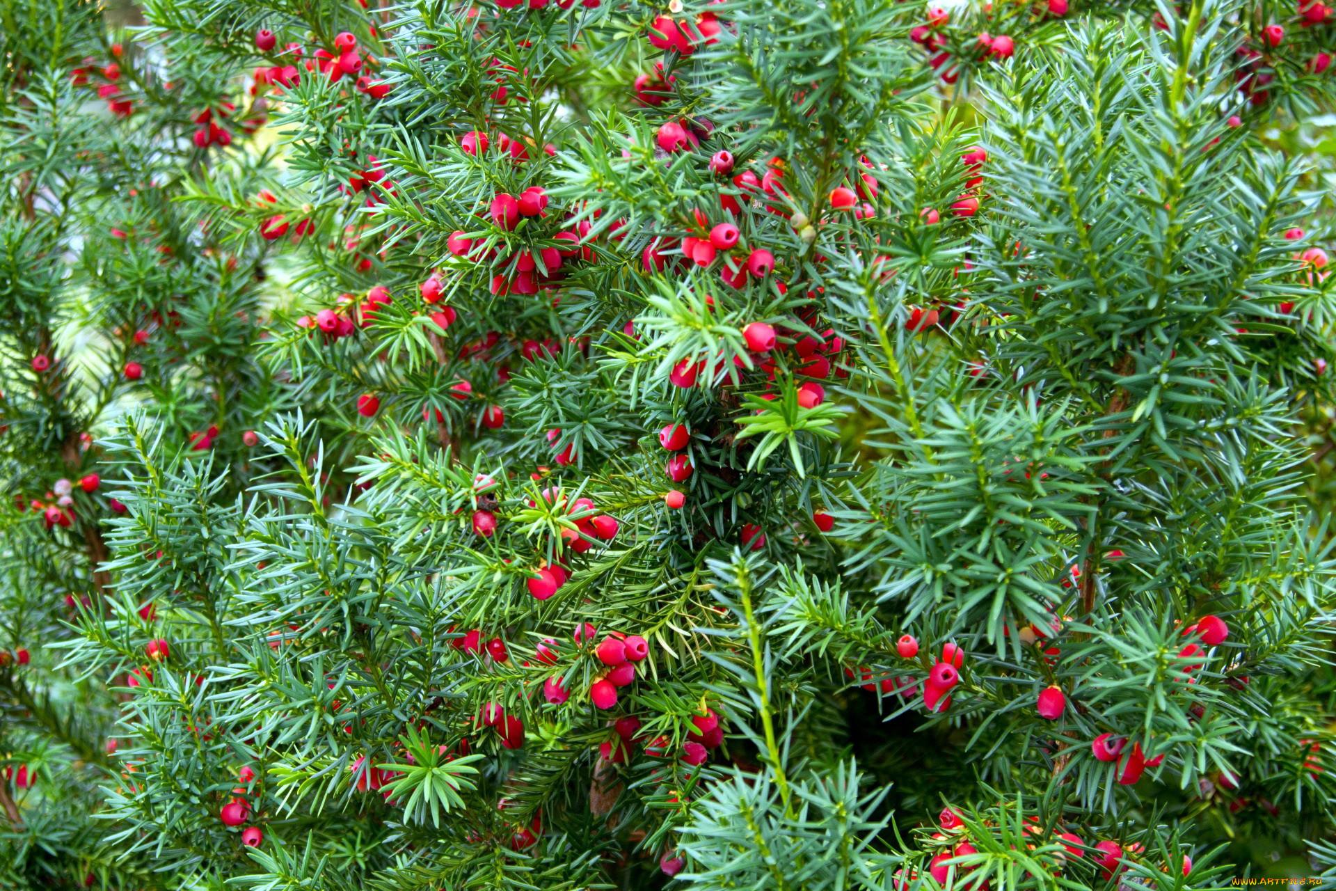 Yew berry