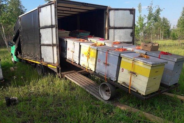 transport d'abeilles