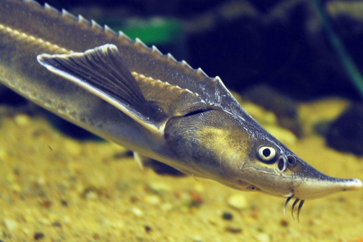 List and description of 39 predatory and herbivorous river fish, their features