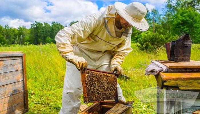 apiculture