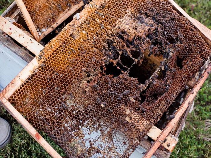 wie man Wachsmotten in einem Bienenstock loswird