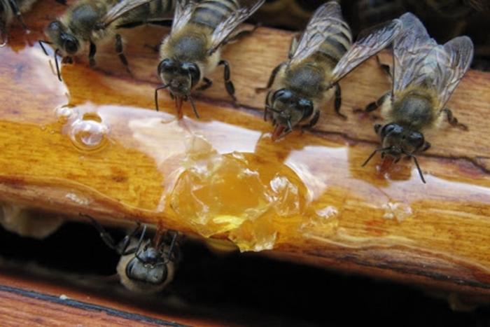 kandi pro včely