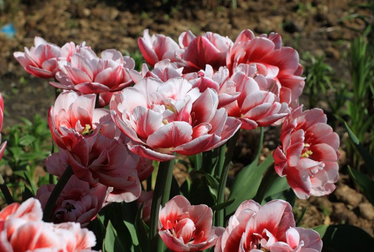 Tulip Zizani