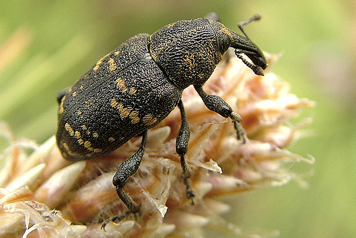 Chrząszcz ryjkowiec