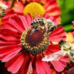 Plantes mellifères d'automne