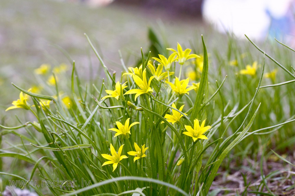 TOP 60 flores de prímula com nomes, descrições e quais escolher