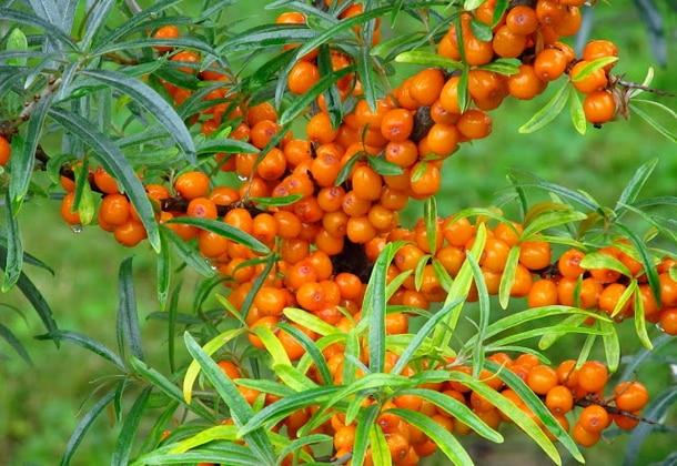 sea ​​buckthorn pruning