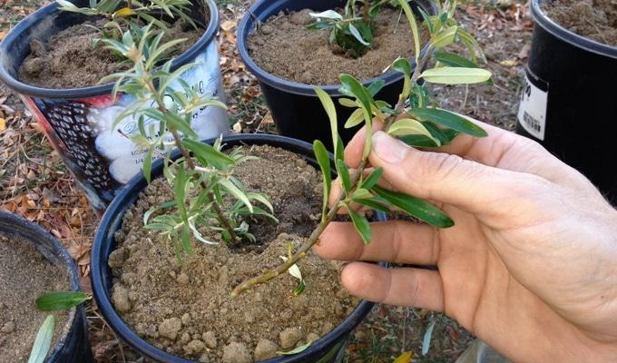 sea ​​buckthorn propagation