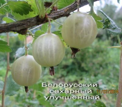 gooseberry belarusian asukal