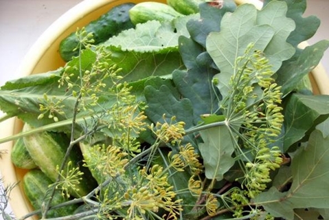 pepinos com folhas de carvalho em cima da mesa