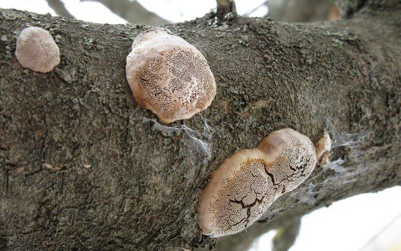 mận polypore