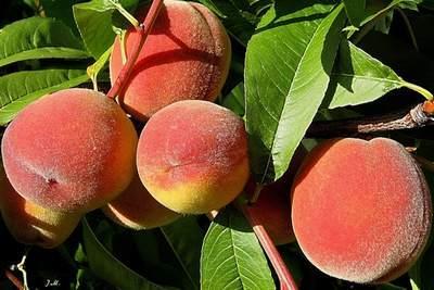 Kyiv peach