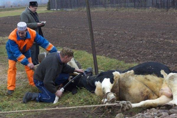 Kałmucka metoda uboju