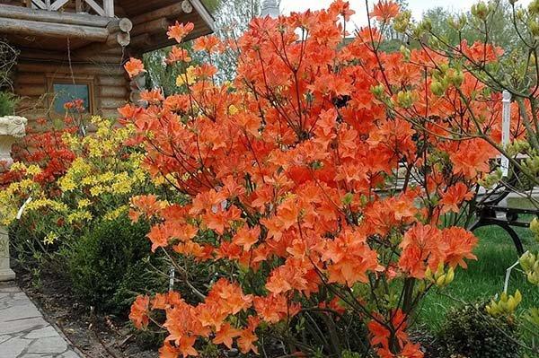 rhododendron bush 