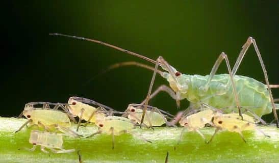 aphids on grapes