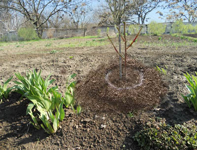 replantation de cerisiers