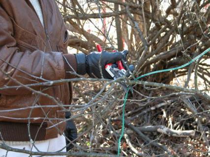 pruning ng puno ng mansanas