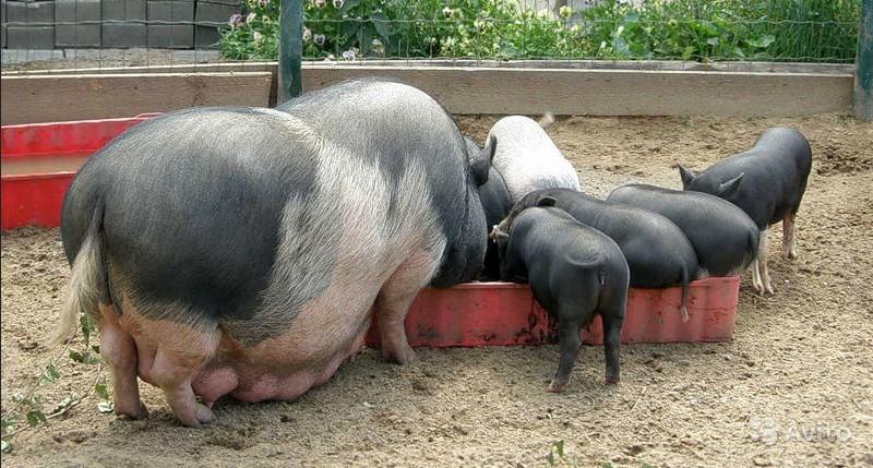 feeding piglets