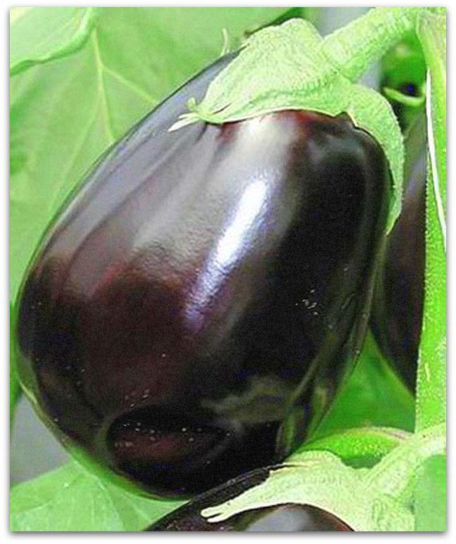 aubergine Sophie