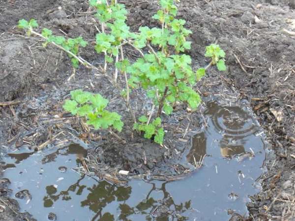 watering gooseberries