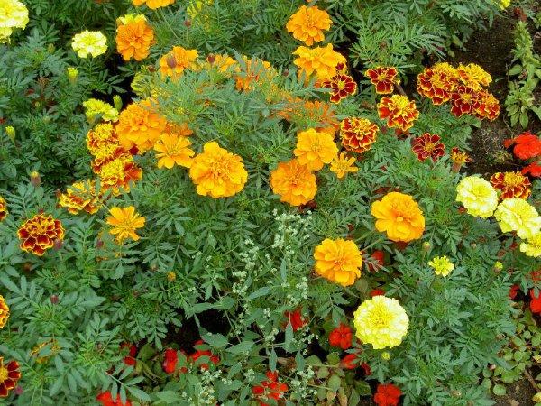 iba't ibang marigold