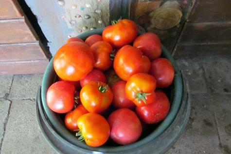 rodinná sklizeň rajčat