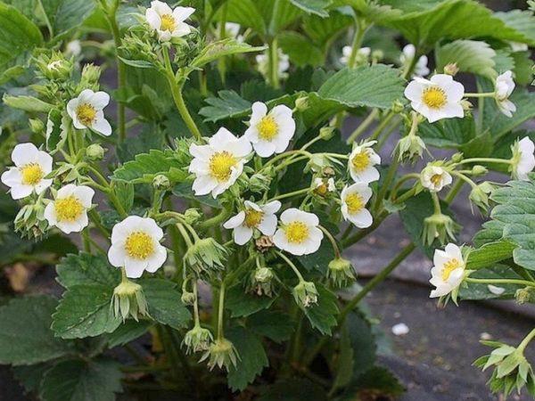 strawberry blossom