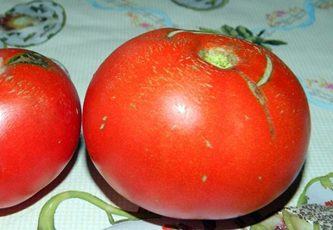 Tomaten-Marisha auf dem Tisch